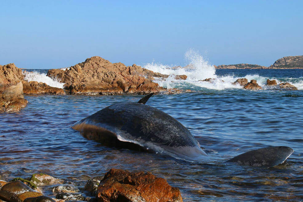 El cachalote hembra medía ocho metros de largo. / SEAME Sardinia (Facebook)