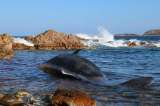 Encuentran muerta a ballena embarazada con 20 kilos de plástico en el estómago