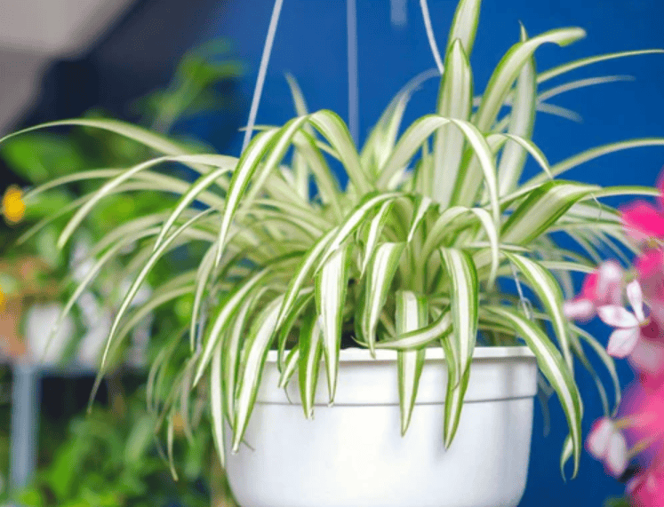Planta araña