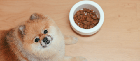 ¿Cómo se quita el mal olor de los perros? Problemas y soluciones para su higiene