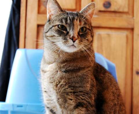 ¿Dónde se debe poner el arenero de un gato?