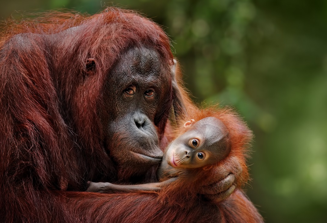 Dormir mal, tomar siesta: la estrategia de los orangutanes para recuperar energía.