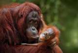 Los orangutanes también pierden el sueño (y así se recuperan)