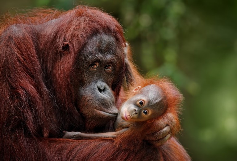 Los orangutanes también pierden el sueño (y así se recuperan)