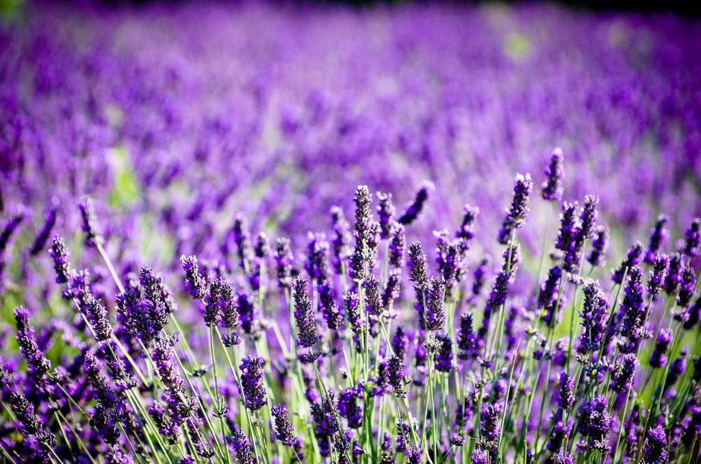 Imagen de un cultivo de lavanda en primer plano.