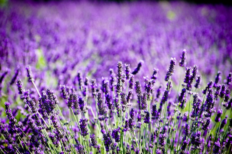 Un regalo para los sentidos: las plantas ideales para aromatizar su hogar