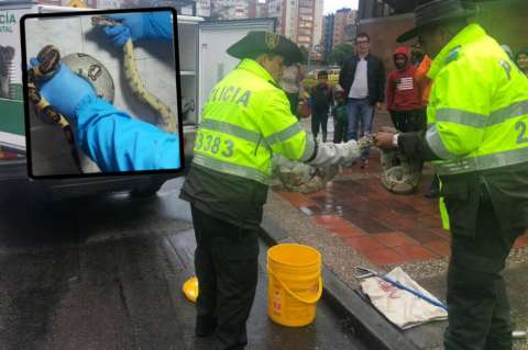 Rescatan boa constrictor que viajó escondida en un bulto de mandarinas hasta Bogotá