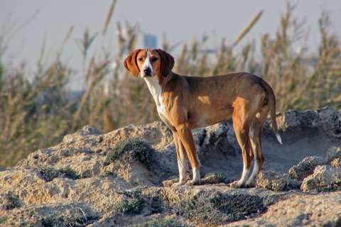 Polémica en Chile por proyecto de ley que permite la caza de perros asilvestrados