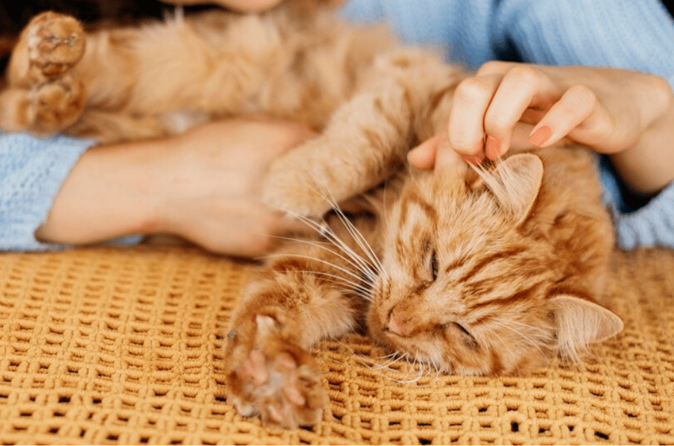 ¿En dónde les gusta a los gatos que los acaricien y qué partes no debe tocar?