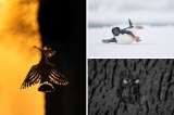 Bird Photographer of the Year: estas son las mejores fotos de aves de 2024