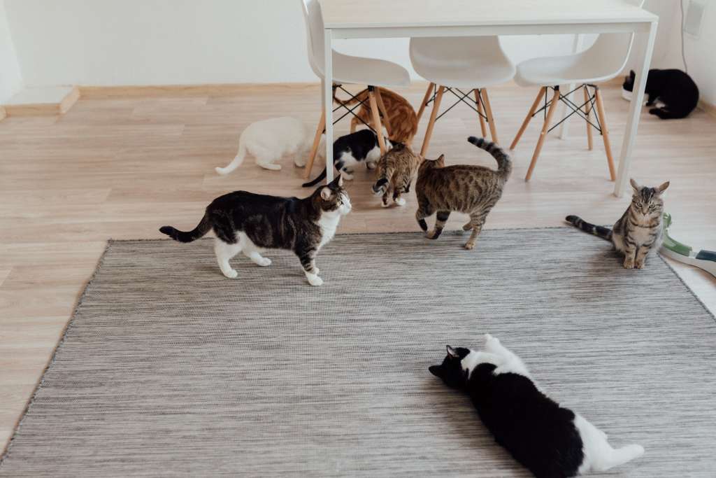 Estas personas acumulan animales de manera desmesurada, compulsiva y tienen la incapacidad de atenderlos.