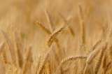 Leve baja de precios mundiales de alimentos, pero el trigo sigue en alza