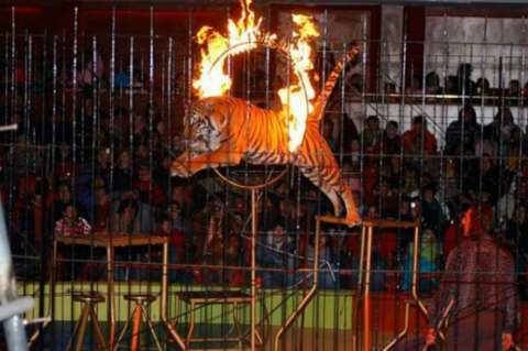 Catalunya decreta prohibición de circos con animales