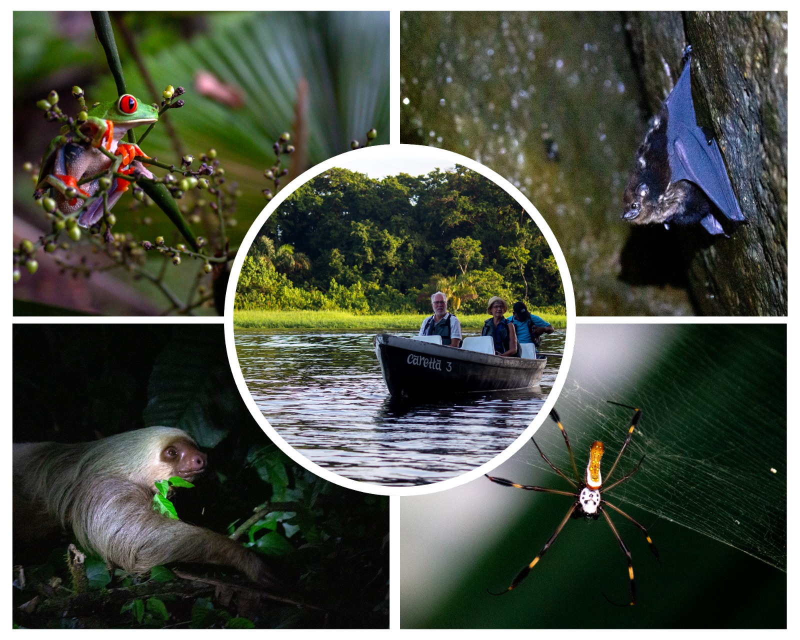 Costa Rica alberga el 6 % de la biodiversidad mundial, con registros de más de 900 aves, de las cuales 480 son nativas. / Fotos: Miguel Cruz