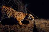 ¿Conservar tigres en zonas habitadas también por humanos? India dice que sí es posible