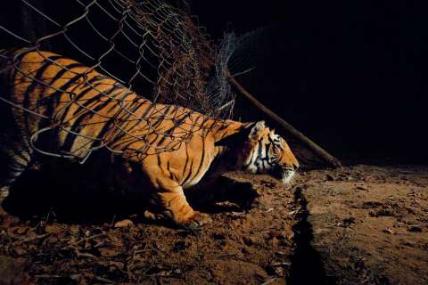 ¿Conservar tigres en zonas habitadas también por humanos? India dice que sí es posible