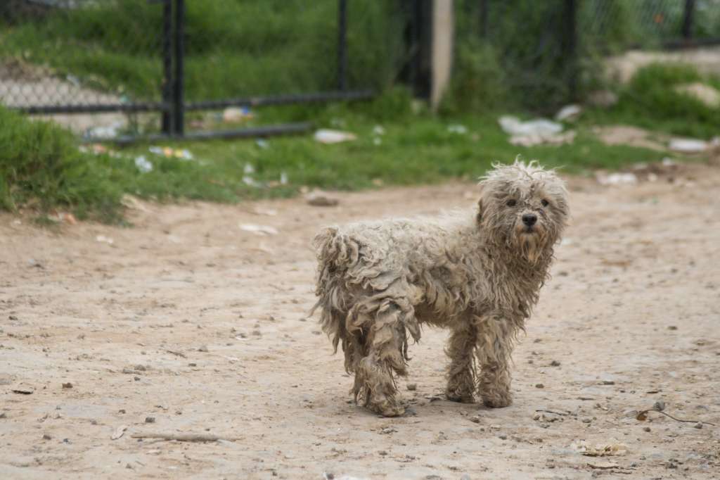 Los perros ferales son descendientes de perros que fueron abandonados.