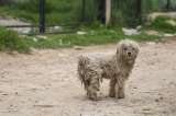 ¡Pilas! Estas son consecuencias del abandono de animales de compañía