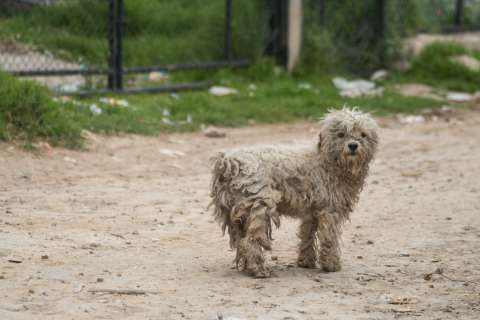 ¡Pilas! Estas son consecuencias del abandono de animales de compañía