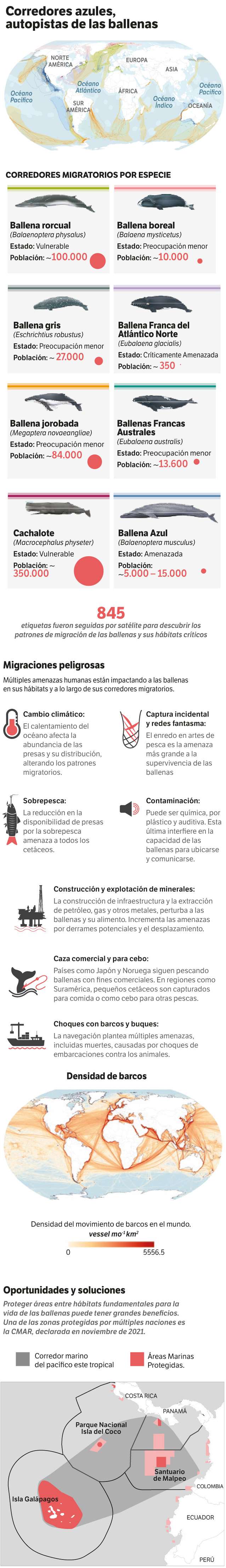 Este es el escenario de amenaza de las ballenas.