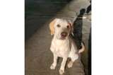 Enzo está perdido desde el 15 de mayo ¡Ayúdanos a encontrarlo!