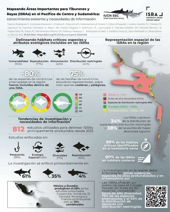 Más de un tercio de las rayas, tiburones y quimeras del mundo están en peligro de extinción, según la UICN.