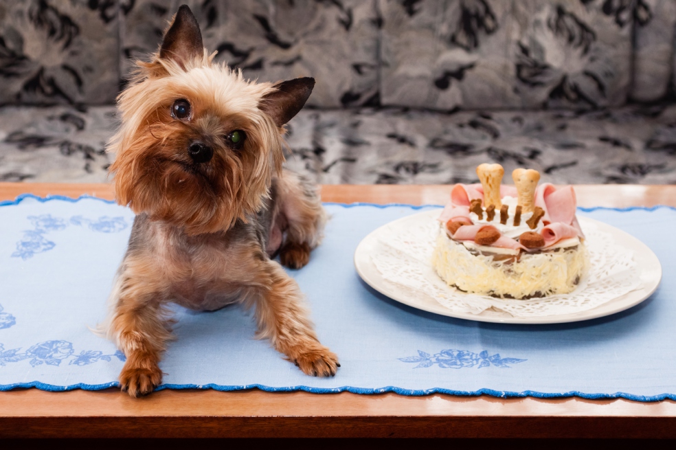 Old Yorkshire terrier birthdays with cake