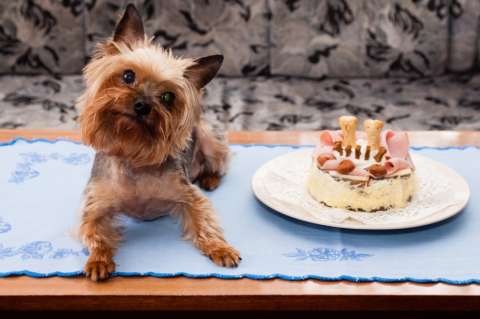 ¿Trata a su mascota como a un hijo?