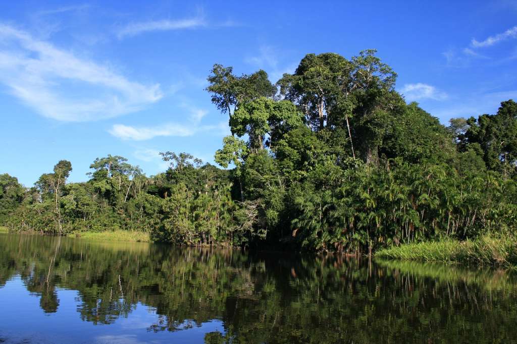Bosque comestible biodiverso