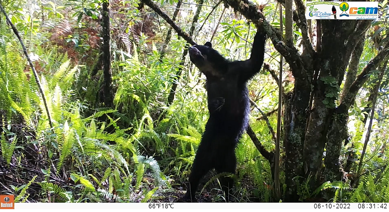 Uno de los osos captado por la cámaras trampa.