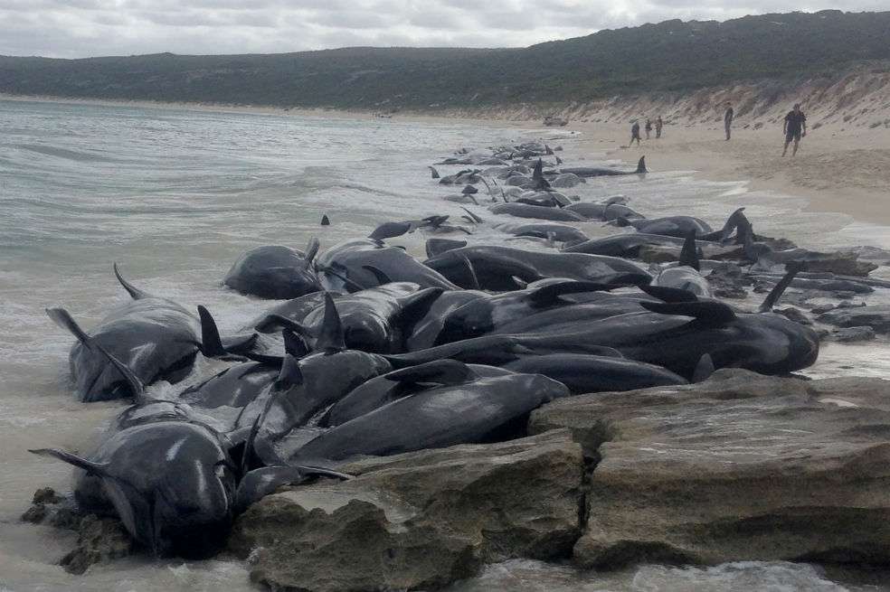 Más de la mitad de los cetáceos murieron en tierra seca durante la noche. / AFP
