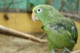“Se estaba arrancando sus plumas del estrés”: autoridades aplican eutanasia a lora