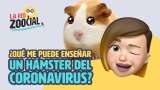 ¿Qué nos enseñan los hámsters del coronavirus?