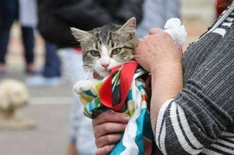 ‘#AdopciónVirtual’, una campaña en Bogotá para adoptar una mascota sin salir de la casa