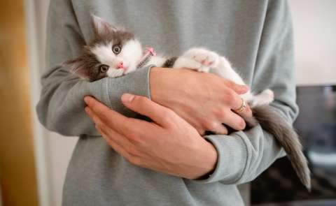 Infografía: cinco datos curiosos sobre gatos, a raíz de su día