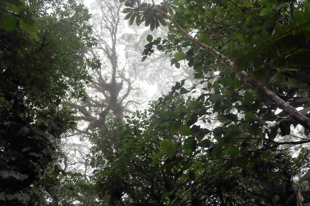 ACOMPAÑA CRÓNICA: COSTA RICA NATURALEZA AME5430. SAN JOSÉ (COSTA RICA), 04/04/2025.- Fotografía de árboles en un bosque el 29 de marzo de 2025 en la zona de Monteverde, en la provincia de Puntarenas (Costa Rica). La extinción del sapo dorado y los pocos árboles de aguacatillo que subsisten en Monteverde, dan cuenta de los efectos que el cambio climático está causando en el bosque nuboso de Costa Rica, un ecosistema como pocos en el mundo y al que la comunidad está procurando preservar con prácticas sostenibles en las empresas y el turismo. EFE/Douglas Marin