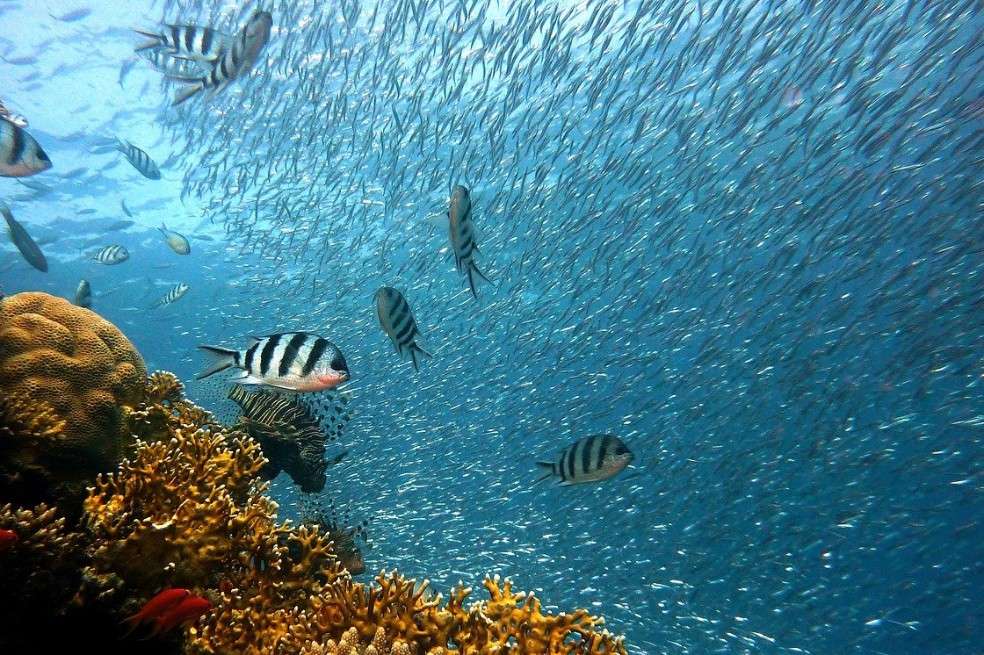 Los mares más cálidos albergan tasas más altas de depredación de peces que los de agua fría.
