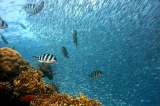 Los peces son más depredadores en los mares cálidos