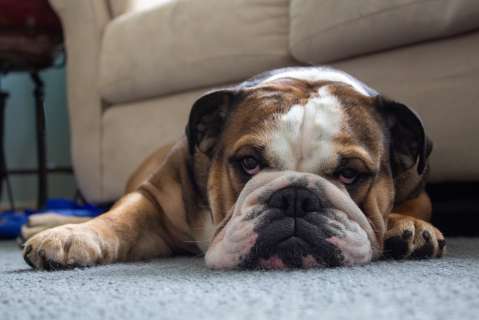 ¡La lealtad más pura! Un perro le da el último adiós a su dueño