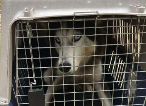 Cúcuta: rescatan a diez perros que se encontraban en estado crítico de abandono