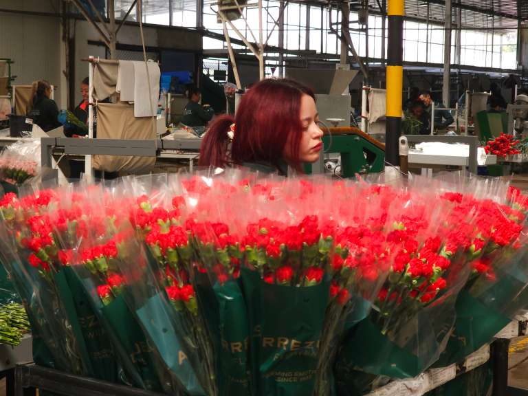 La temporada de San Valentín es la prueba más exigente del año: en pocas semanas se moviliza cerca del 20% del volumen anual de flores cultivadas, lo que obliga a una coordinación precisa entre cultivos, transportadores, aerolíneas y autoridades. Estados Unidos es el principal destino y concentra alrededor del 80% del valor exportado en esta temporada, seguido por mercados como Canadá, Reino Unido, Países Bajos y Japón, que también reconocen la calidad de la flor colombiana.
