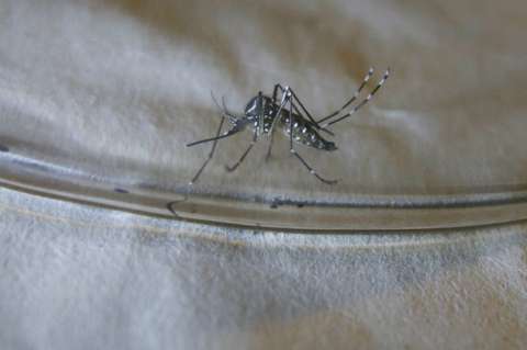 Chile decreta alerta sanitaria por dengue