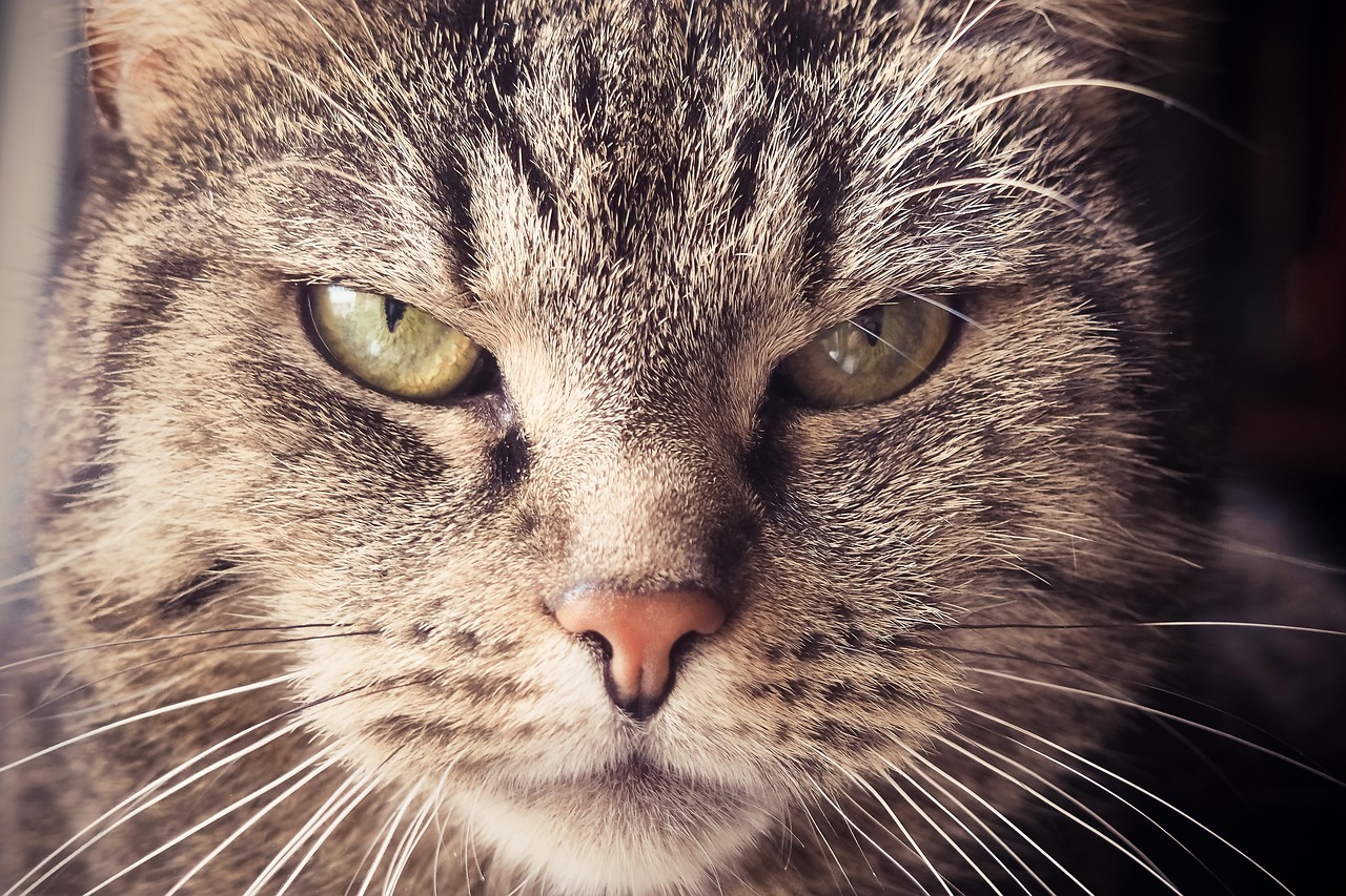 Los gatos odian que los humanos les ignoren pero tampoco les gusta que les hagan demasiado caso