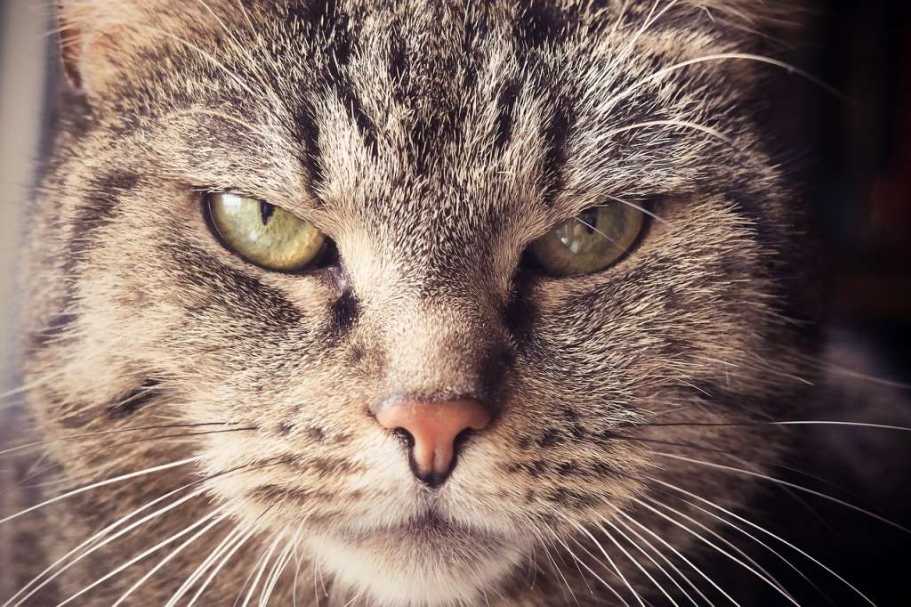 Los gatos odian que los humanos les ignoren pero tampoco les gusta que les hagan demasiado caso