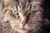 ¿Qué es lo que más odia un gato?