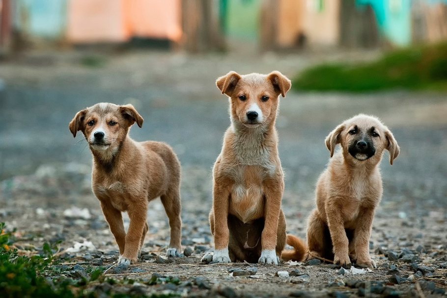 Thiago, el niño de 11 años que cambia la vida de los perros callejeros bañándolos