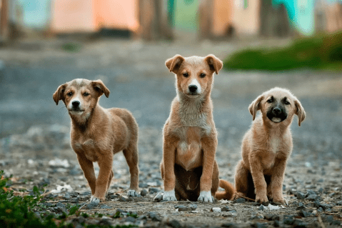 ¿Por qué los perros de la calle persiguen a algunas personas y qué significa?