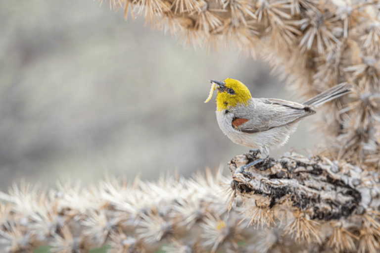 Linda Scher, ganadora del premio plantas para las aves, comentó que esta foto la logró utilizando objetivos largos. En ella, fotografiaron a una "atareada pareja recogiendo insectos y orugas para sus polluelos. Me encanta esta imagen porque capta la gran energía del Verdin, su hábitat desértico y la protección que ofrecen los cactus".