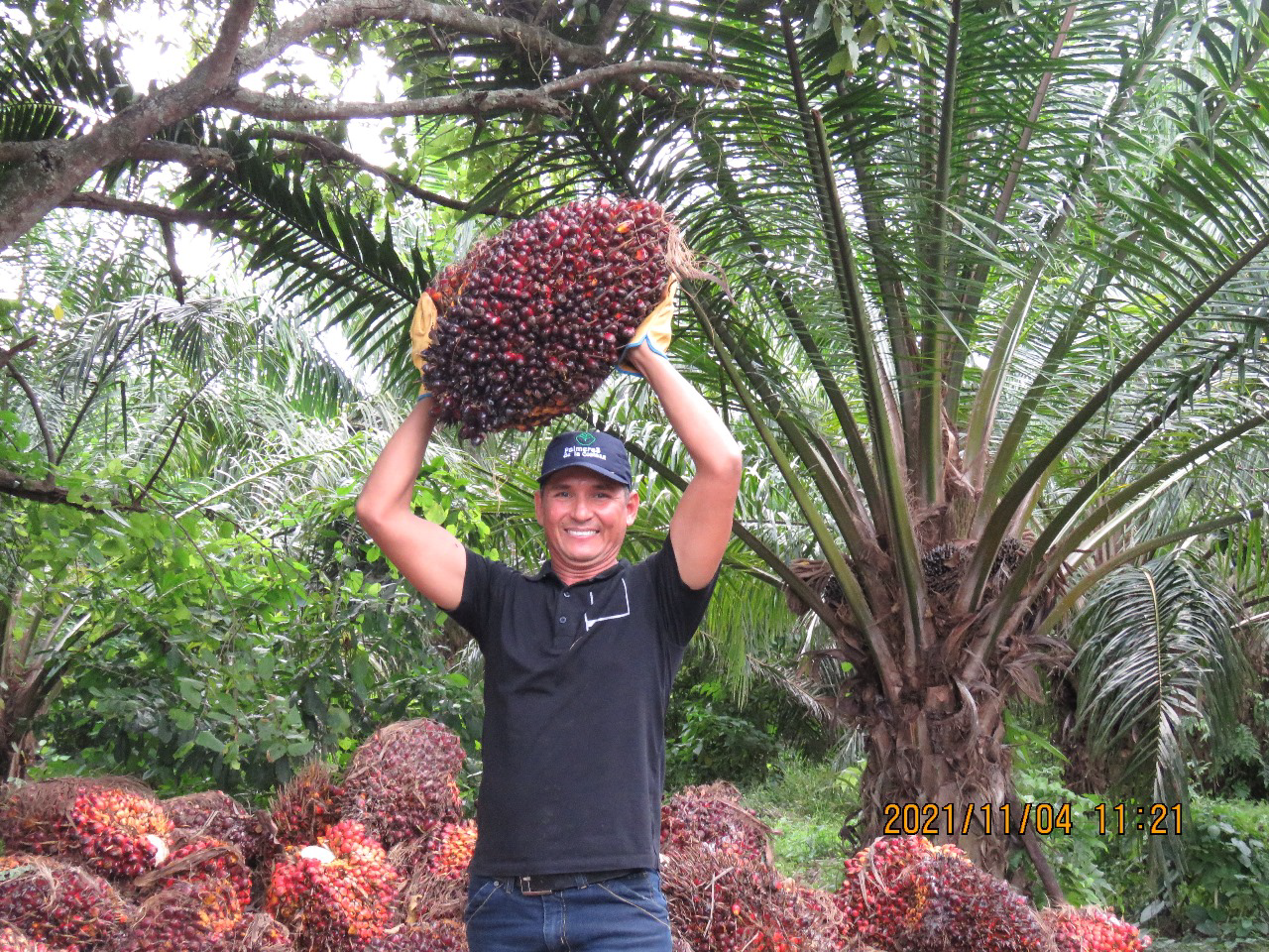La meta básicamente es vincular a los productores de pequeña escala a mercados de aceite de palma sostenible, con el propósito de generar una inclusión efectiva que redunde en bienestar y paz en las zonas rurales.