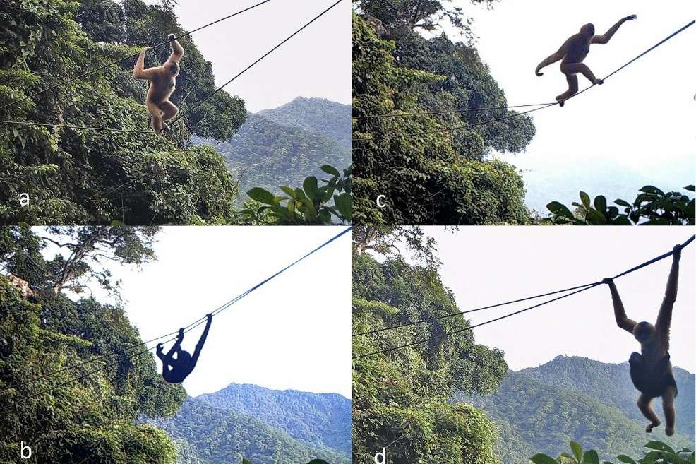 Los gibones de Hainan (Nomascus hainanus) se encuentran exclusivamente en los bosques de la isla de Hainan.